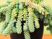 Nhà đẹp - 8 loại cây cảnh để bàn làm việc cực dễ chăm sóc mà lại đẹp lung linh