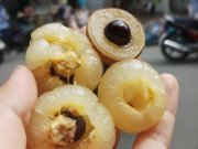 Tiêu dùng - Loại nhãn lạ có cùi cuộn như bắp cải, giá cao gấp 5 lần nhãn thường vẫn được săn lùng