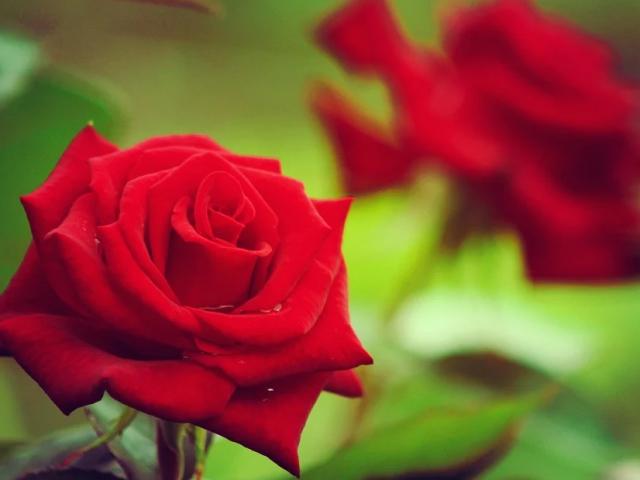 Hoa hồng đỏ - Ý nghĩa của tình yêu sâu đậm thủy chung