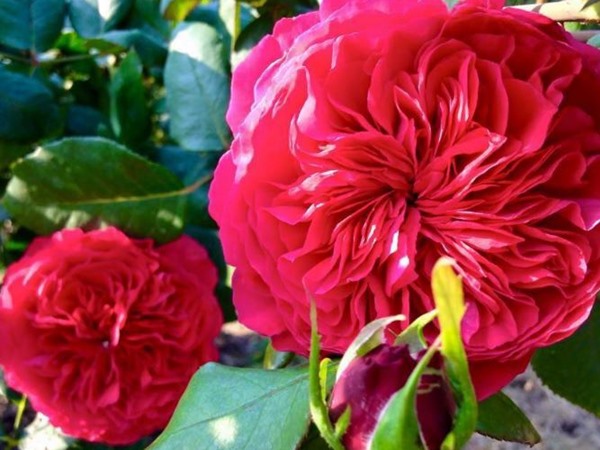 Rouge Royale rose