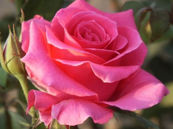 Hồng đỏ Pháp Rina Hugo rose