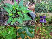 Xem ăn chơi - Lạ đời: Ngũ loại rau dại độc lạ, là đặc sản Việt Nam được săn lùng