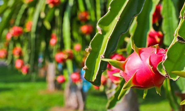 Đừng nghe lời người bán, mua thanh long phải nhìn 4 điểm này để tránh amp;#34;mất tiền oanamp;#34; - 1