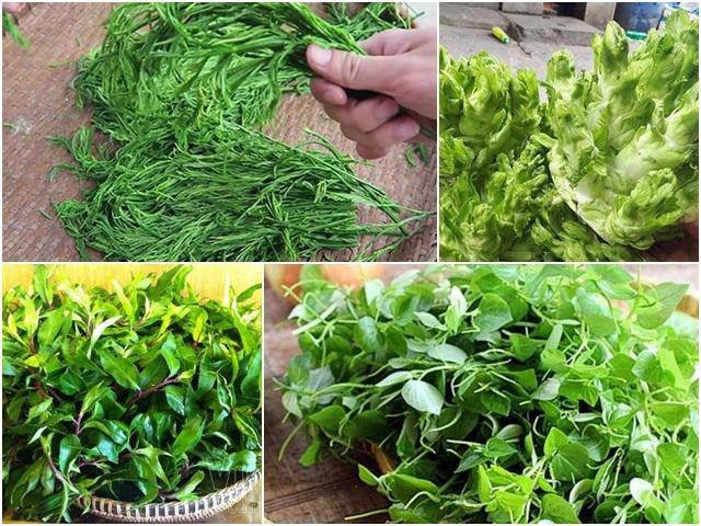 Việt Nam có 10 loại rau rừng mọc dại giá đắt cắt cổ, có tiền chưa chắc đã mua được