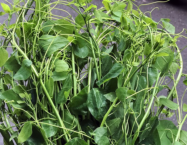 Việt Nam có 10 loại rau rừng mọc dại giá amp;#34;đắt cắt cổamp;#34;, có tiền chưa chắc đã mua được - 10