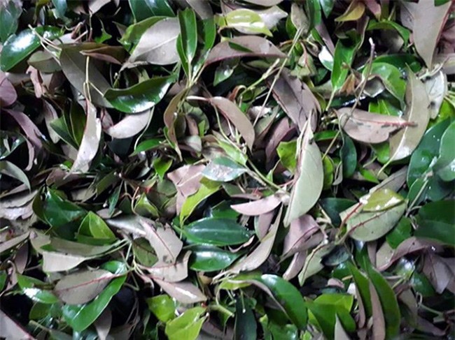 Việt Nam có 10 loại rau rừng mọc dại giá amp;#34;đắt cắt cổamp;#34;, có tiền chưa chắc đã mua được - 18