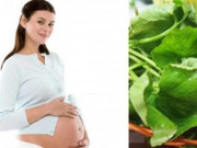Bà bầu - Bà bầu ăn rau má được không và nên ăn bao nhiêu thì tốt?