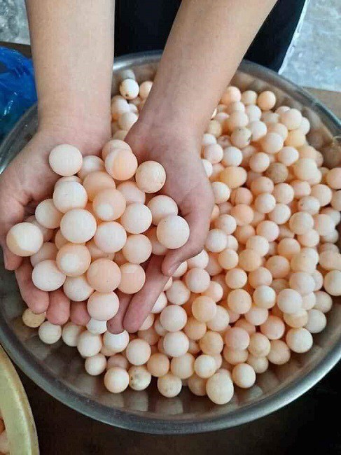  Mỗi kg trứng baba được hơn 100 quả,  mỗi bữa chị Nga phải nấu 50 quả mới đủ ăn.