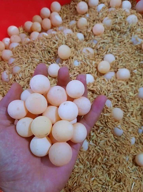 Những quả trứng “tí hon” đang nhận được sự quan tâm của nhiều bà nội trợ.