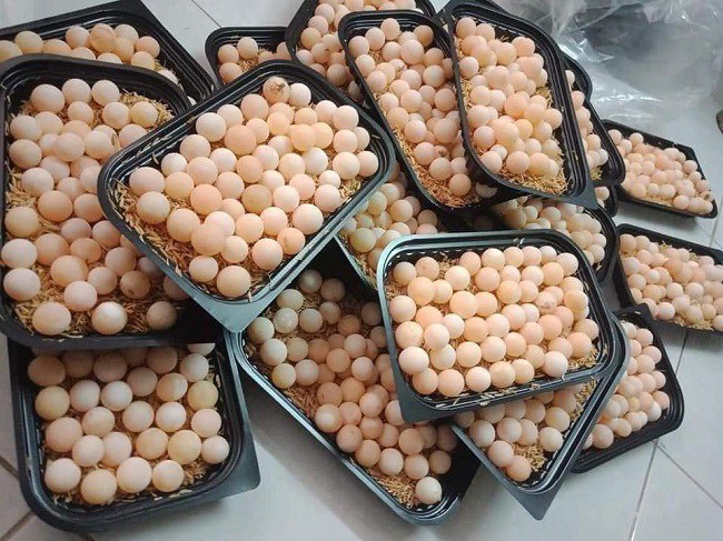 Trứng baba bán trên thị trường là trứng trắng, không có khả năng ấp nở thành baba con.