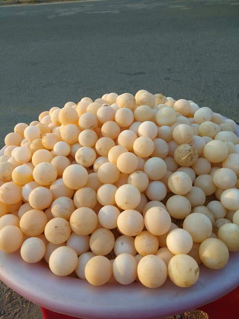 Hiện nay chưa có ai nghiên cứu cụ thể về công dụng của loại trứng này có thật sự tốt như “thần dược” được quảng cáo hay không.