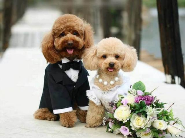 Chó Poodle: Phân loại, cách chăm sóc và giá bán