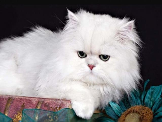 Mèo Ba Tư - đặc điểm, giá cả, cách chăm sóc và nhân giống tối ưu
