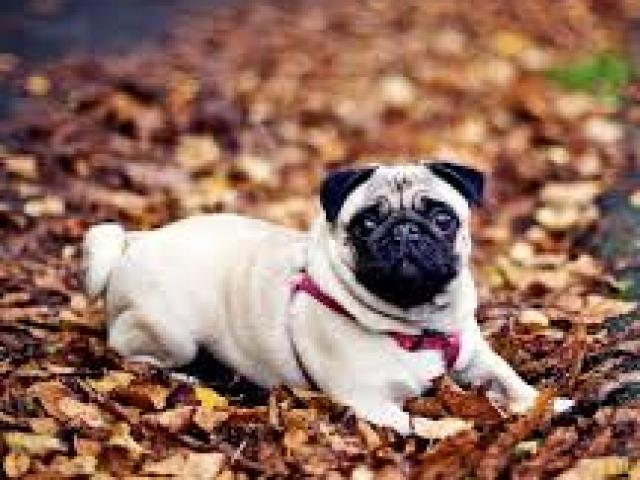 Chó pug - đặc điểm của chó bulldog và cách nuôi