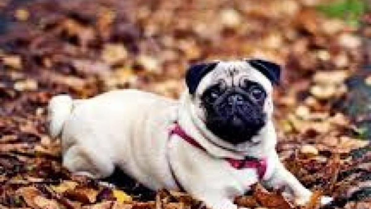 Chó Pug mặt xệ: Nguồn gốc, đặc điểm, cách nuôi và chăm sóc - Vua Nệm