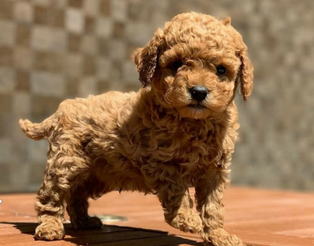 Kích cỡ chó Tiny Poodle