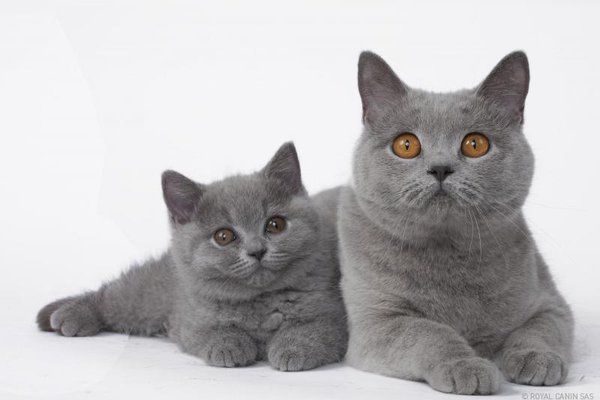 Mèo Anh lông ngắn - Đặc điểm, phân loại, cách nuôi và chăm sóc - 3