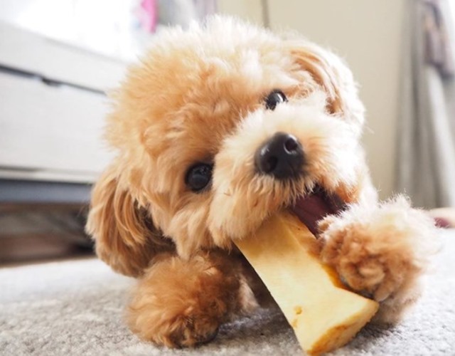 Thông minh biết nghe lời