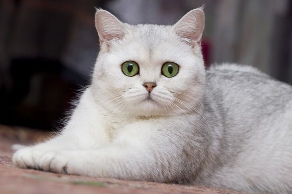 Mèo Anh lông ngắn - Đặc điểm, phân loại, cách nuôi và chăm sóc - 7
