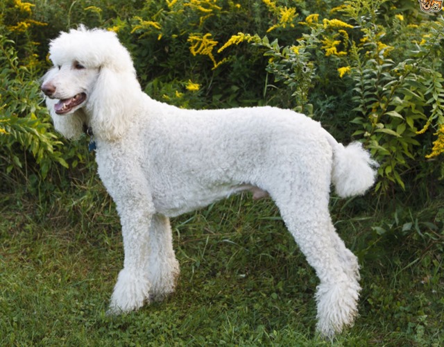 Chó Poodle: Phân loại, cách chăm sóc và giá bán - 2
