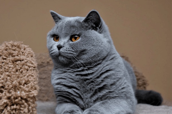 Mèo Anh lông ngắn - Đặc điểm, phân loại, cách nuôi và chăm sóc - 8