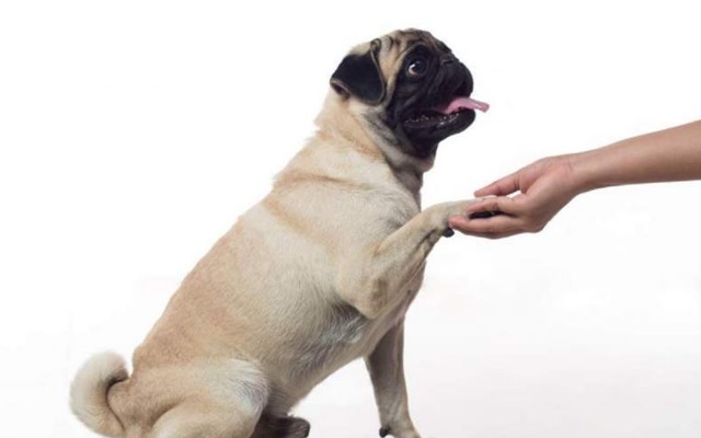 Huấn luyện chó Pug mặt nhăn biết bắt tay