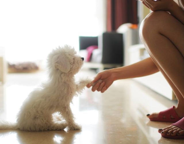 Dạy chó Poodle bắt tay