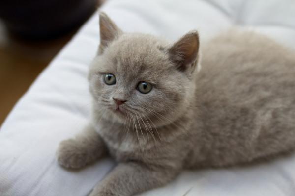 Mèo Anh lông ngắn - Đặc điểm, phân loại, cách nuôi và chăm sóc - 1
