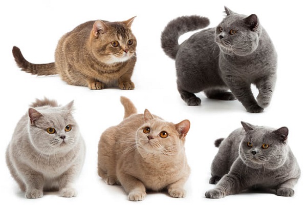 Mèo Anh lông ngắn - Đặc điểm, phân loại, cách nuôi và chăm sóc - 2