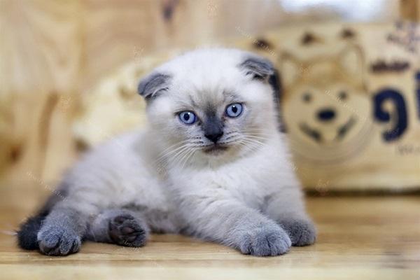 Mèo Anh lông ngắn - Đặc điểm, phân loại, cách nuôi và chăm sóc - 11
