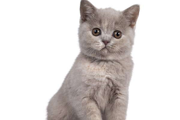 Mèo Anh lông ngắn - Đặc điểm, phân loại, cách nuôi và chăm sóc - 10