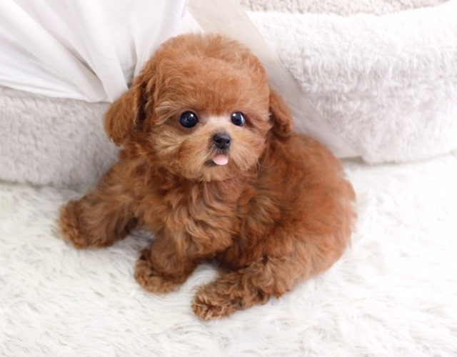 Teacup Poodle nhỏ xinh