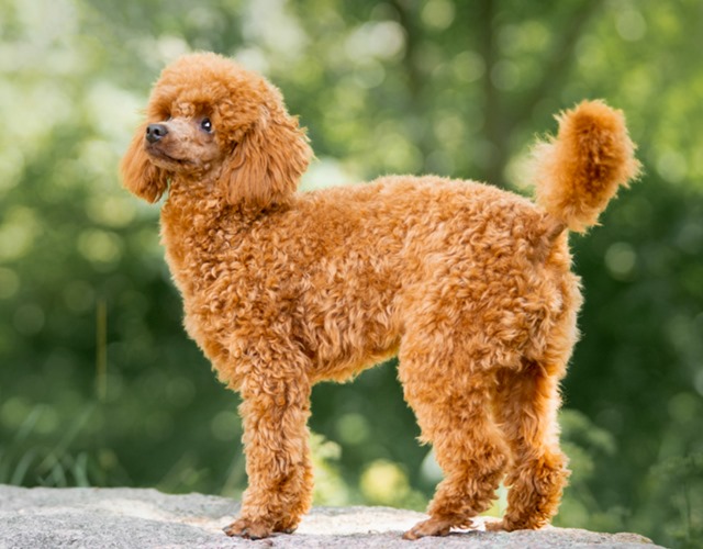 Chó Poodle - Đặc điểm, phân loại và cách nuôi toàn tập