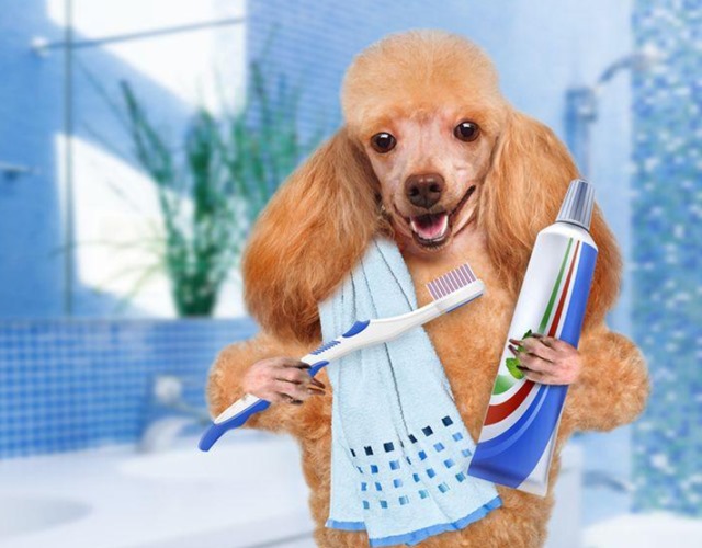 Chăm sóc răng cho Poodle