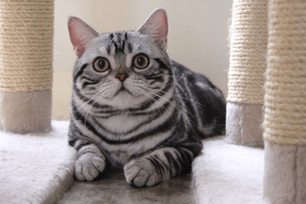 Mèo Anh lông ngắn - Đặc điểm, phân loại, cách nuôi và chăm sóc - 9