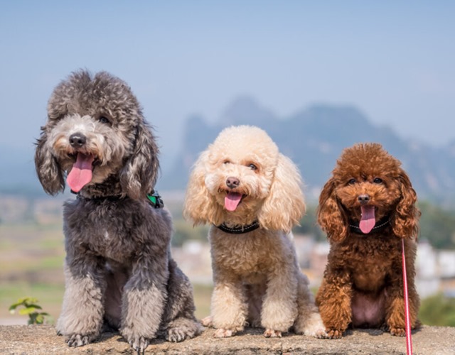 Giống chó Poodle lông xoăn phổ biến