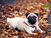 Nhà đẹp - Chó Pug - Đặc điểm chó mặt xệ và cách nuôi dạy