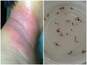 Nhà đẹp - Cách đuổi kiến ba khoang đơn giản tại nhà, ai ở chung cư nên học ngay