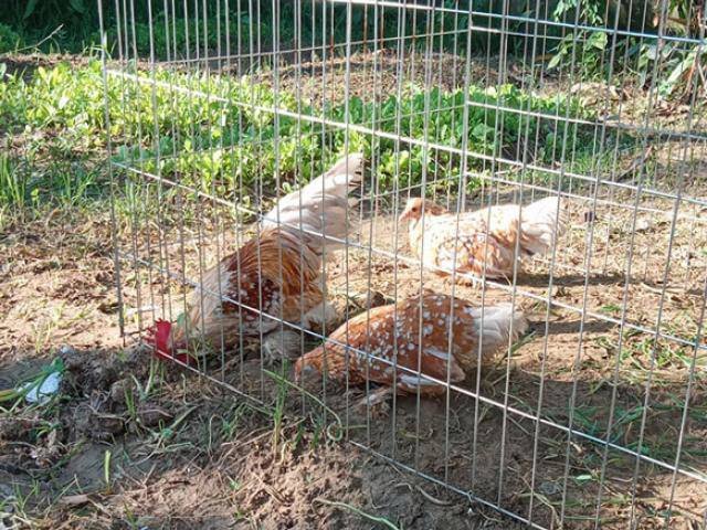 Loại gà bé tẹo giá bạc triệu, người có tiền chưa chắc mua được