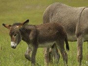 Tiêu dùng - 4 chất lỏng của động vật là “mỏ vàng”, bán đi là kiếm cả núi tiền