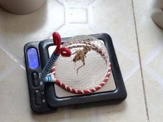 Biến thứ giá 0 đồng thành miếng vàng biết đi, chàng trai tậu được 2 căn nhà