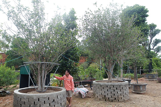 Vườn mộc hương quý hiếm nhất Việt Nam của đại gia đất Tổ - 1