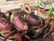Xem ăn chơi - Cua núi đá ăn lá rừng: Đặc sản Hà Giang, ngon hơn cua biển
