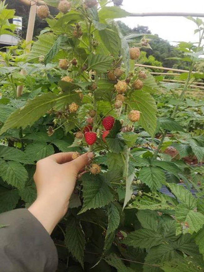 Thứ mọc dại ven đường, dân Việt mang về trồng ôm bạc tỷ - 2