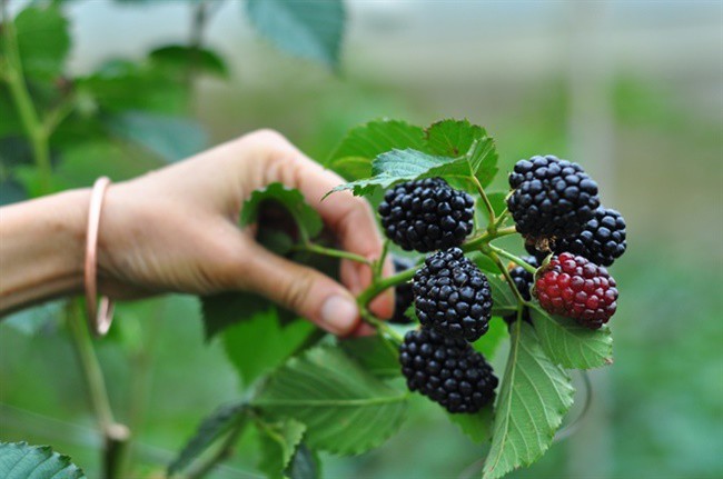 Thứ mọc dại ven đường, dân Việt mang về trồng ôm bạc tỷ - 3