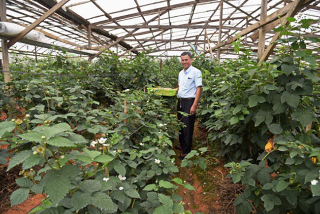 Thứ mọc dại ven đường, dân Việt mang về trồng ôm bạc tỷ - 4