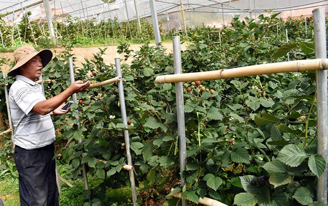 Thứ mọc dại ven đường, dân Việt mang về trồng ôm bạc tỷ - 5