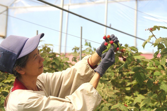 Thứ mọc dại ven đường, dân Việt mang về trồng ôm bạc tỷ - 6