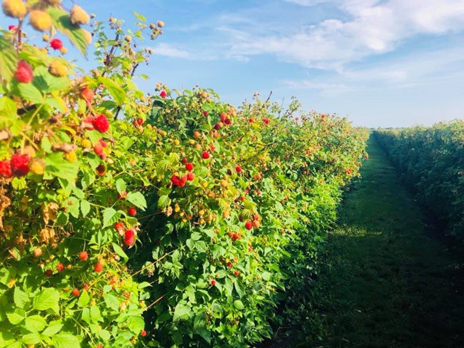 Thứ mọc dại ven đường, dân Việt mang về trồng ôm bạc tỷ - 7