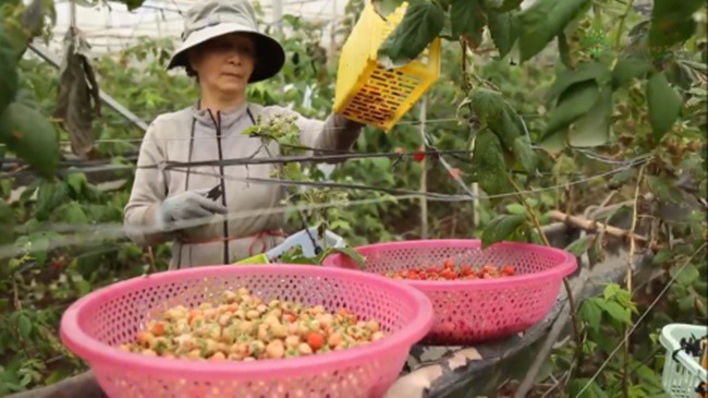 Thứ mọc dại ven đường, dân Việt mang về trồng ôm bạc tỷ - 11